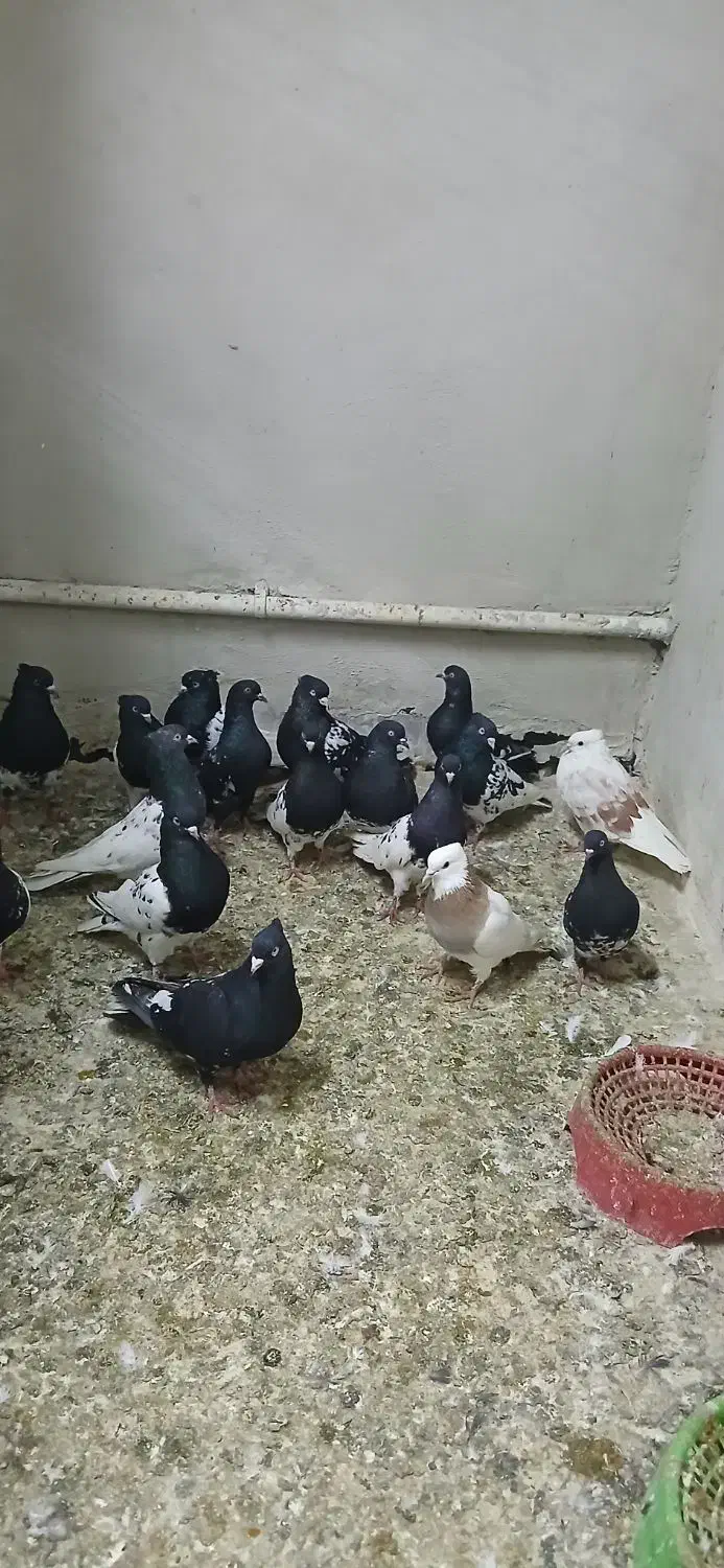 دسته رنگی|پرنده|مسجد سلیمان, |دیوار