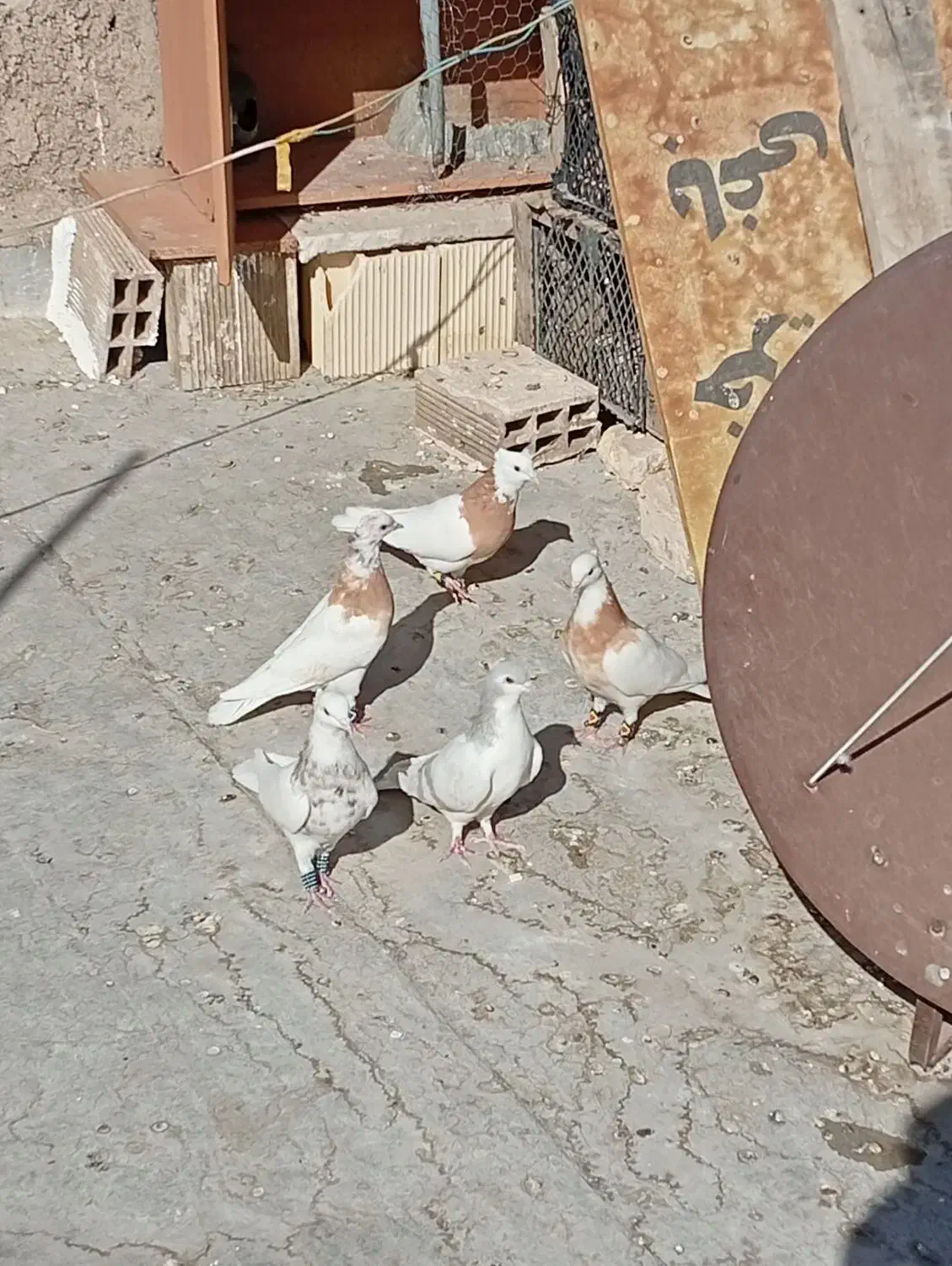 تعدادی طوقی|پرنده|تهران, هلال احمر|دیوار