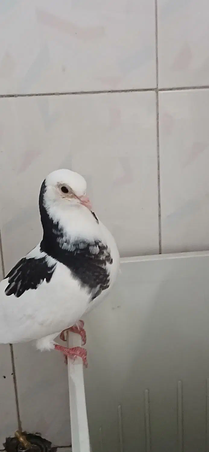 کبوتر غریب|حیوانات|شهریار, شهریار|دیوار