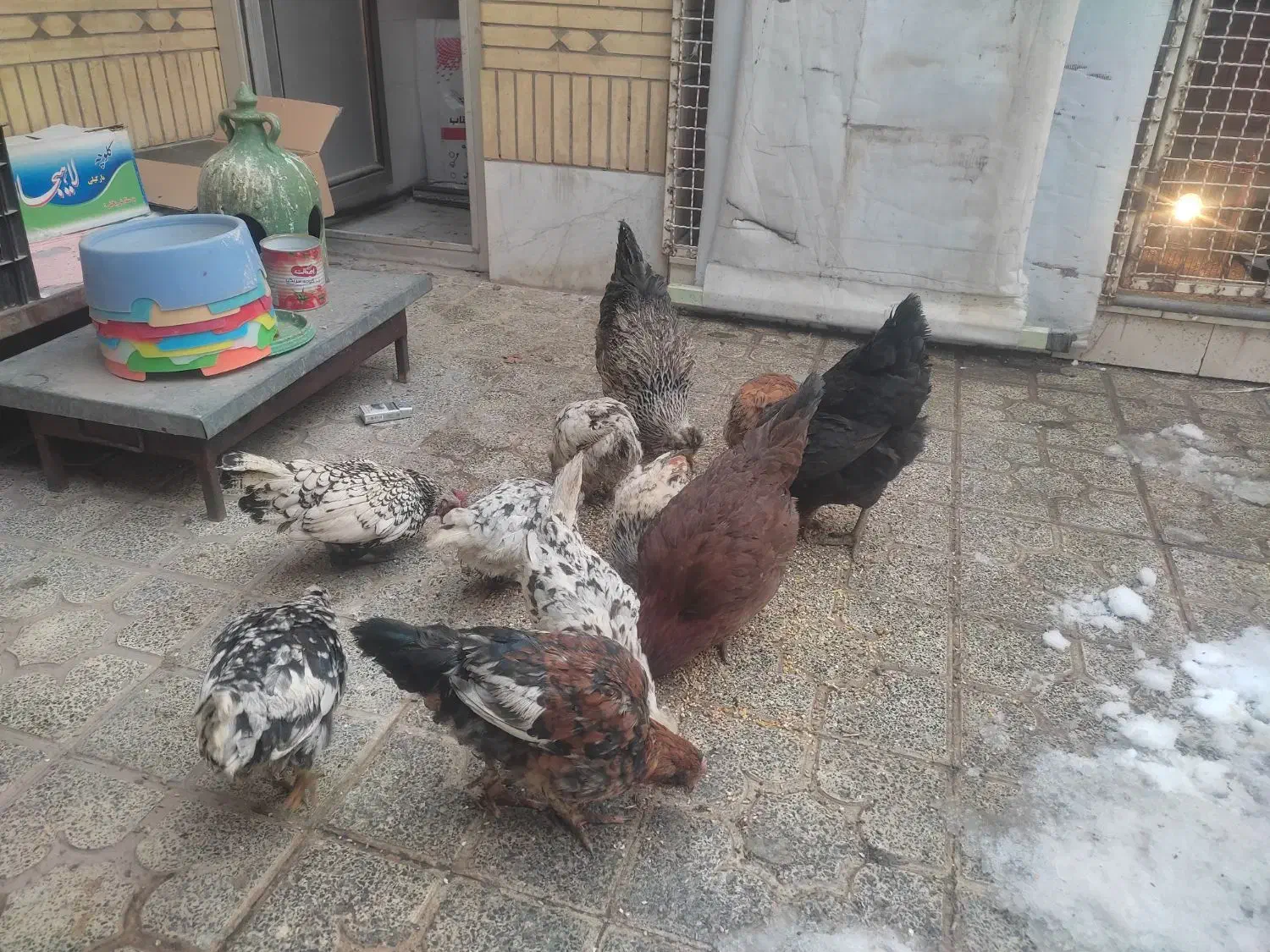 گلین(مرغ و خروس لری عشایری)|حیوانات مزرعه|فولادشهر, C4|دیوار