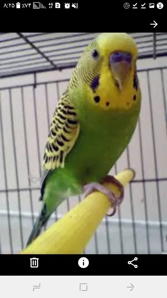 مرغ عشق|پرنده|ری, عباس‌آباد|دیوار