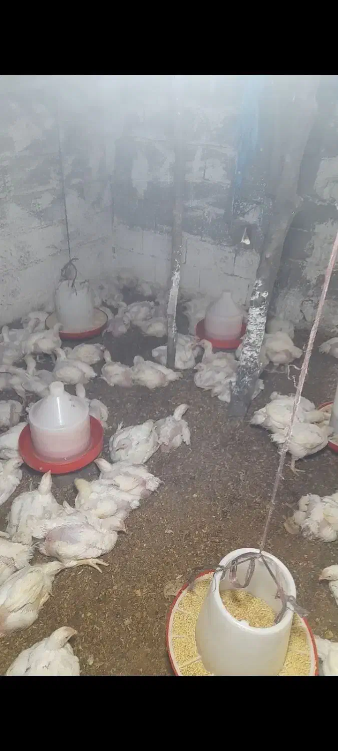 فروش مرغ|حیوانات مزرعه|قرق, |دیوار