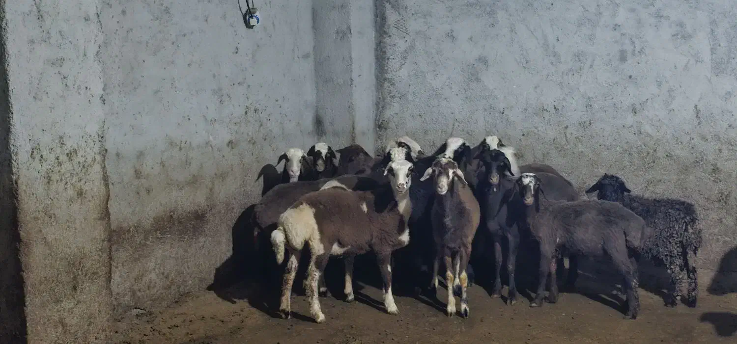 بره پرواری|حیوانات مزرعه|ساری, |دیوار