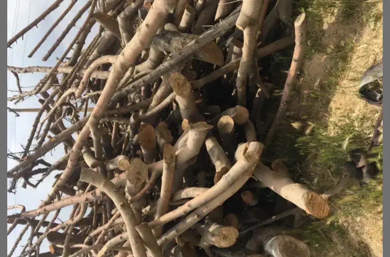 خریدار چوب سیب|خدمات باغبانی و درختکاری|جاجرود, |دیوار