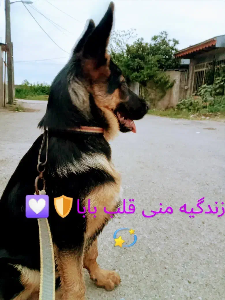 واگذاری سگ|سگ|رشت, لاکان شهر|دیوار