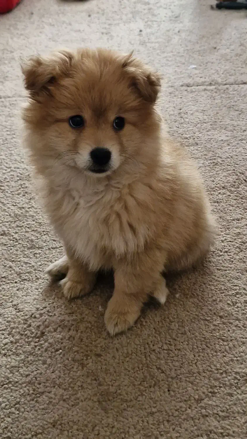 سگ توله پامر (آپارتمانی و اجتماعی)|سگ|تهران, سید خندان (جلفا)|دیوار