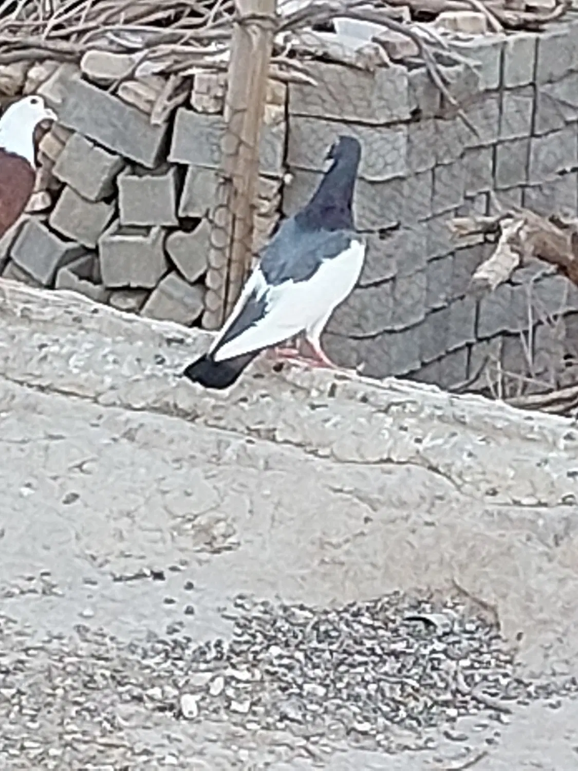 کبوتر|پرنده|خمک, |دیوار