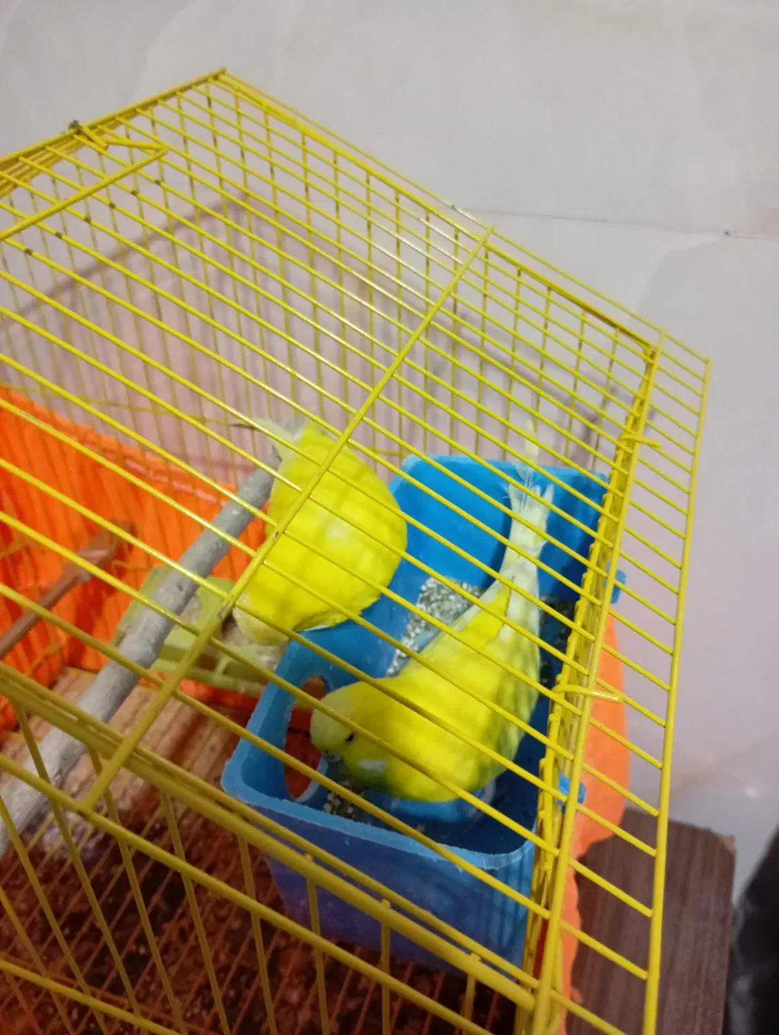 ۴ جفت مرغ عشق انگلیسی|پرنده|تهران, افسریه جنوبی|دیوار