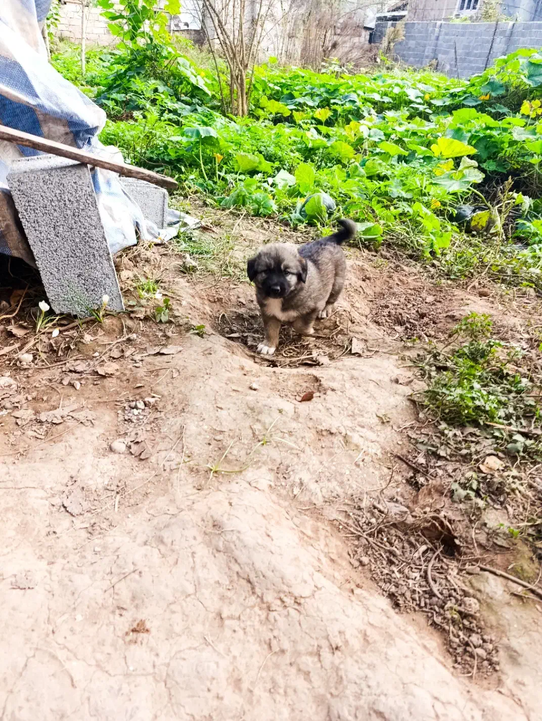 واگذاری توله سرابی|سگ|رشت, لاکان شهر|دیوار