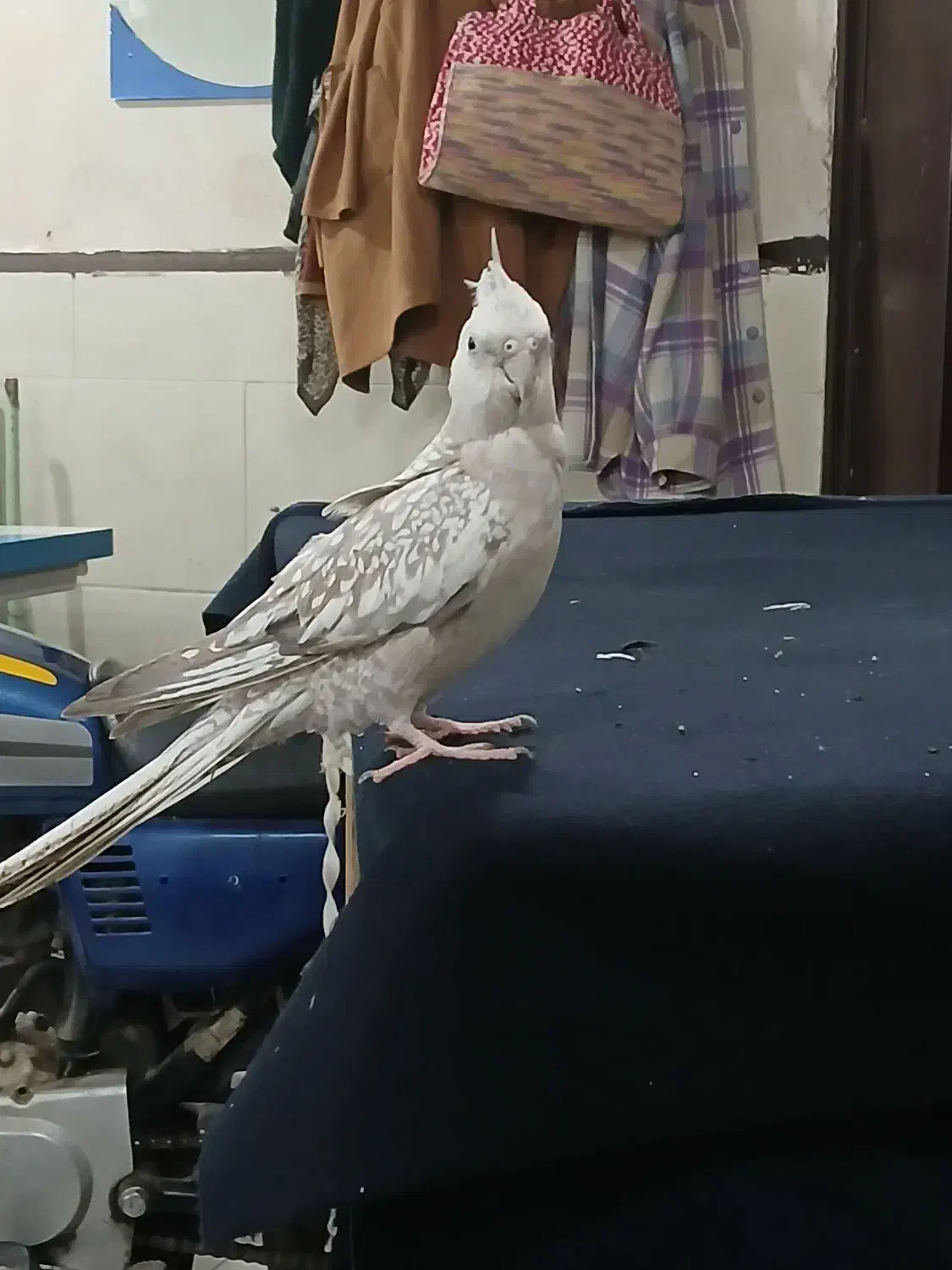 عروس هلندی گل باقالی واید ۲ ساله|پرنده|باقرشهر, |دیوار