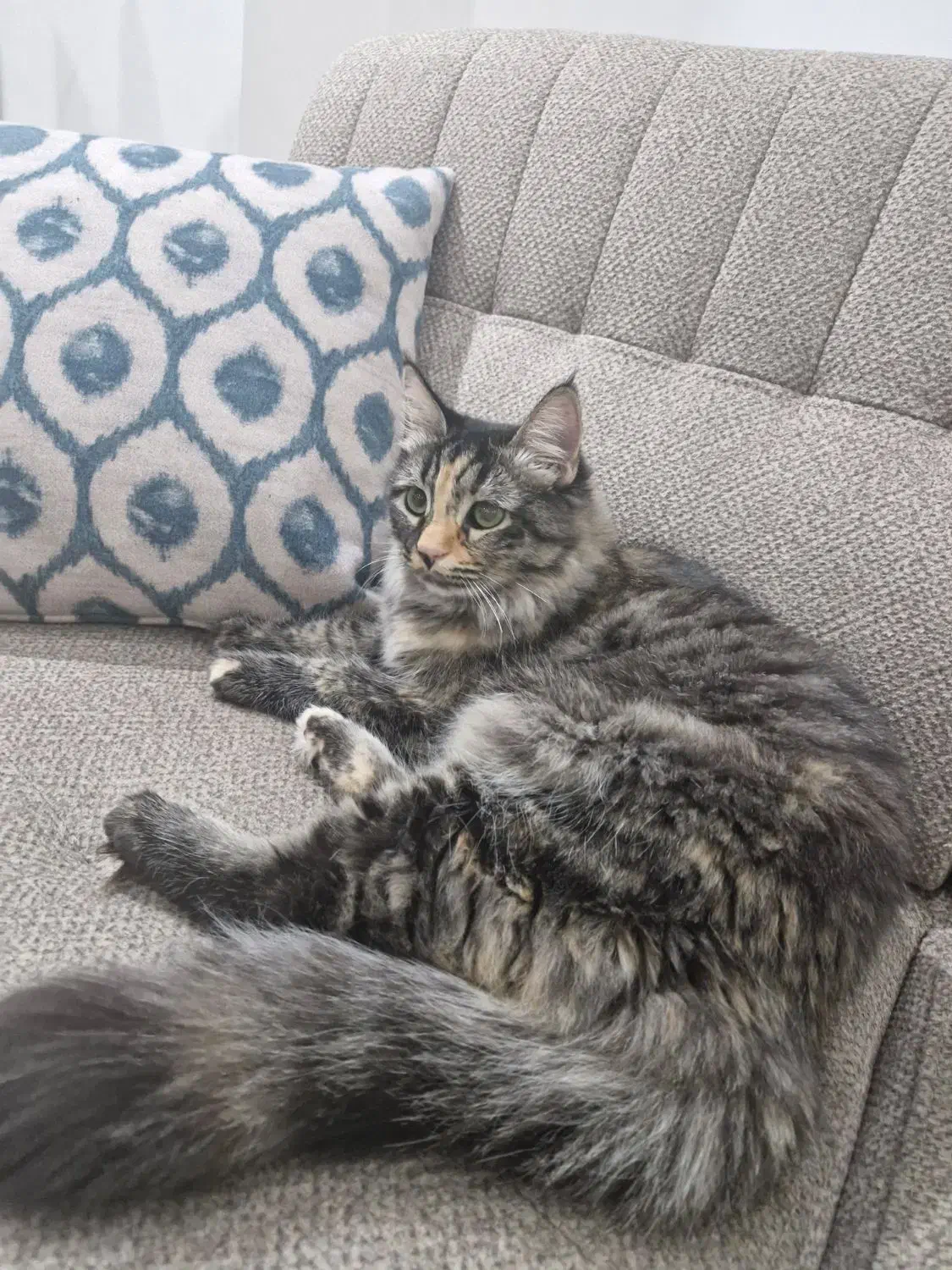 واگذاری گربه|گربه|شهریار, شهرک امیریه|دیوار