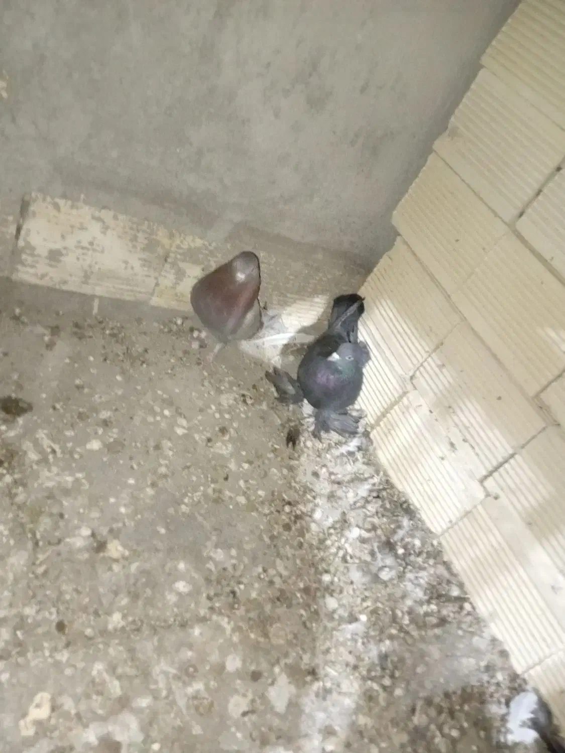 کبوتر فورشی|پرنده|مبارکه, |دیوار