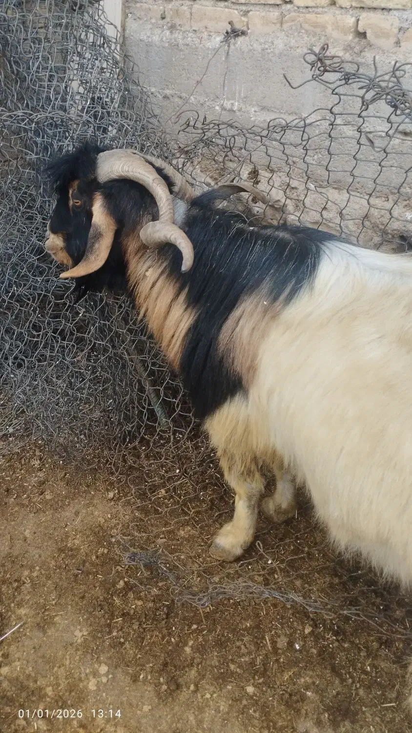 ساورین|حیوانات مزرعه|چرداول, |دیوار