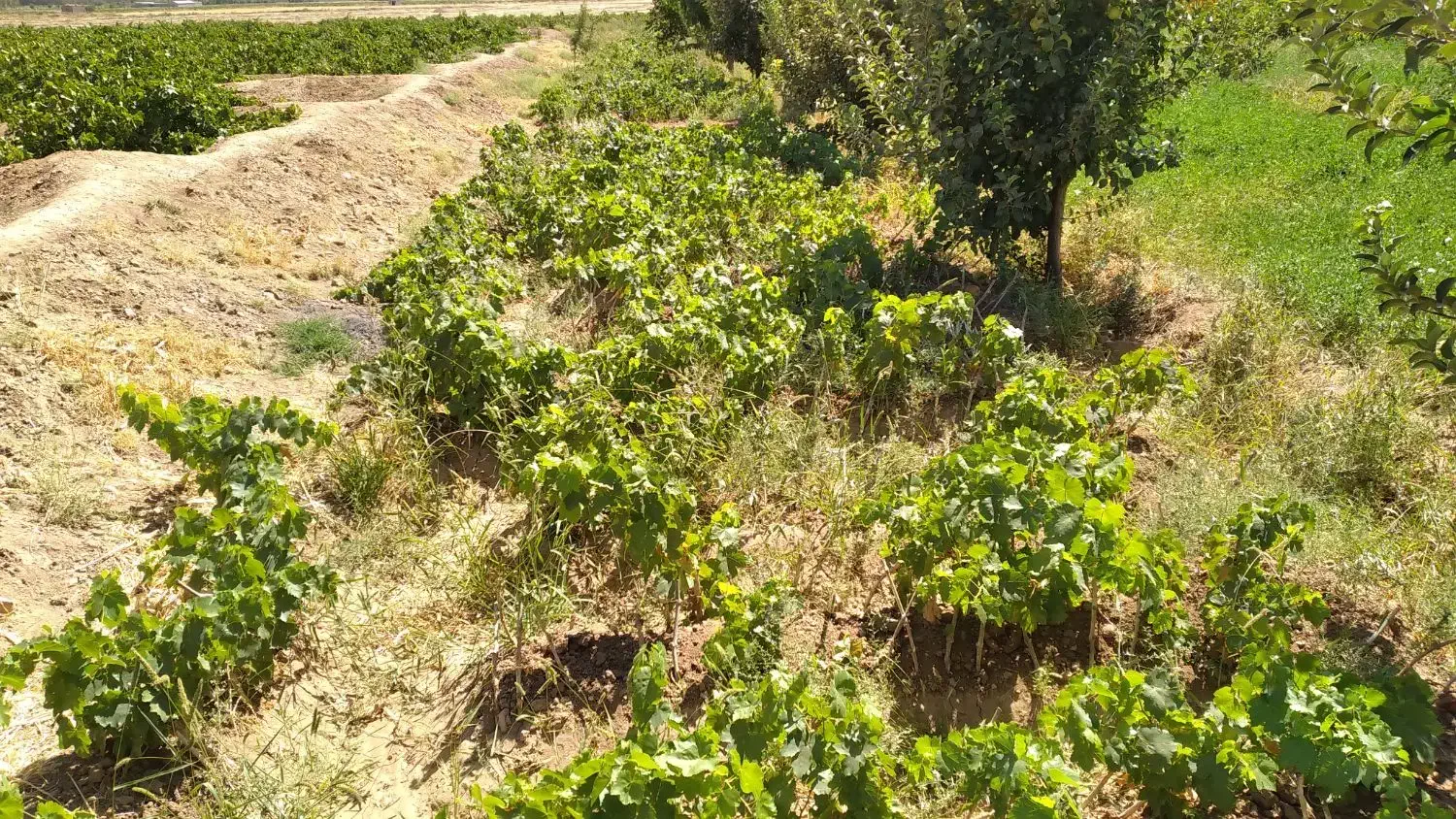 ریشه انگور کشمش|خدمات باغبانی و درختکاری|باروق, |دیوار