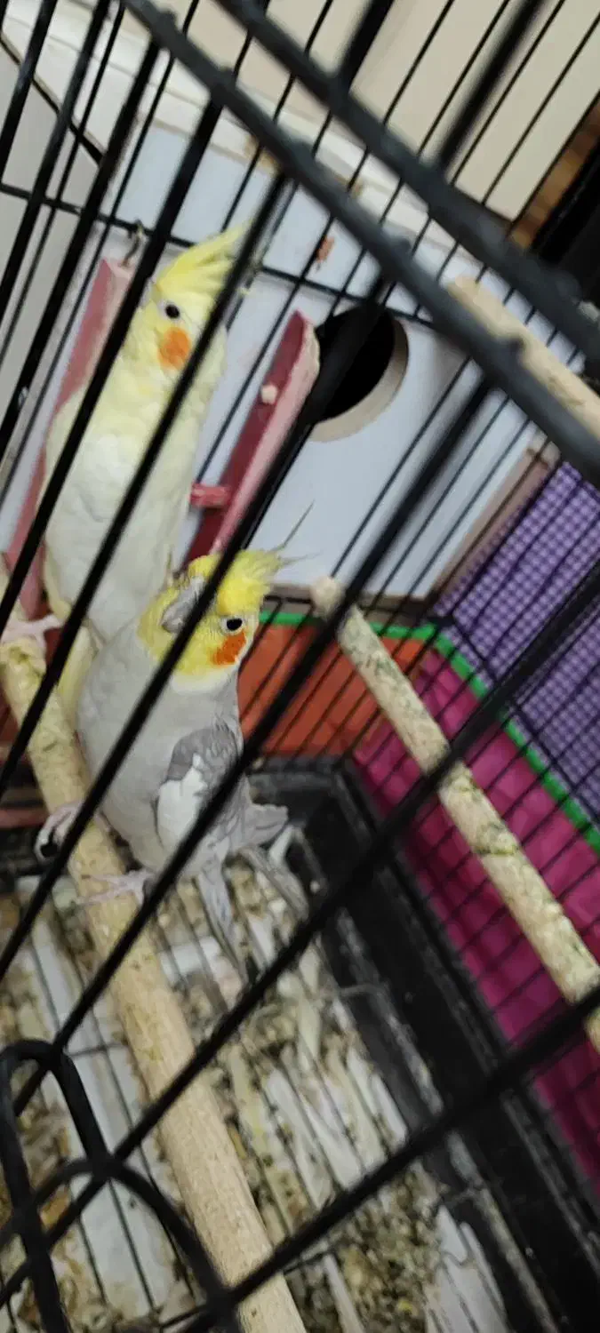 عروس هلندی|پرنده|تبریز, |دیوار