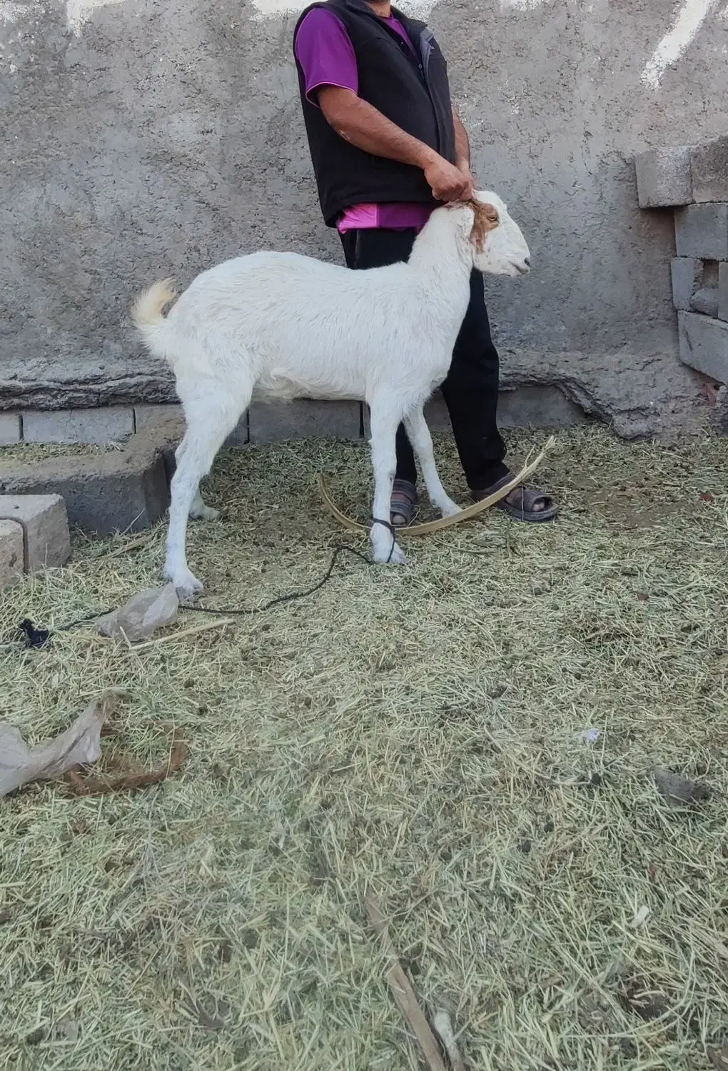 بز دورگ چینی|حیوانات مزرعه|بم, |دیوار