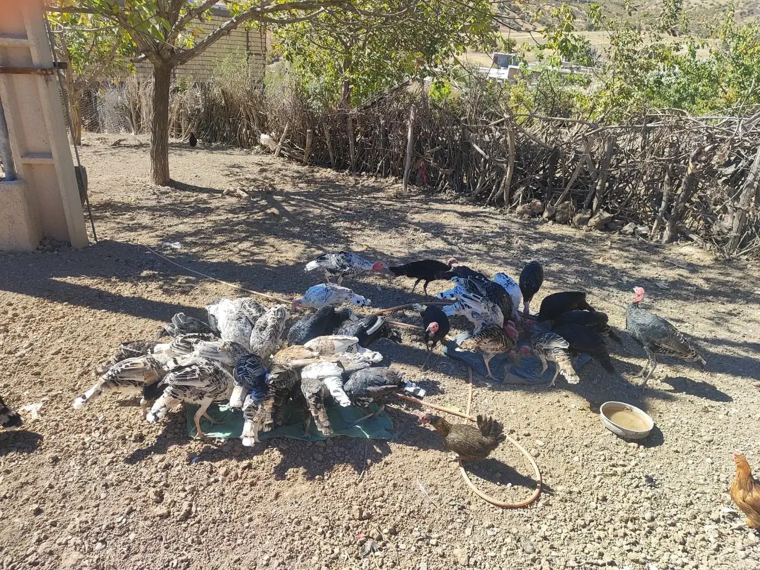 بوقلمون نورآباد|حیوانات مزرعه|نورآباد, |دیوار