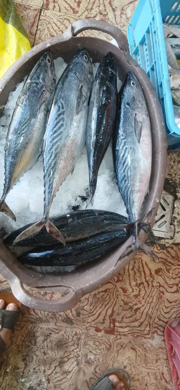 ماهی تازه|ماهی|جهرم, |دیوار