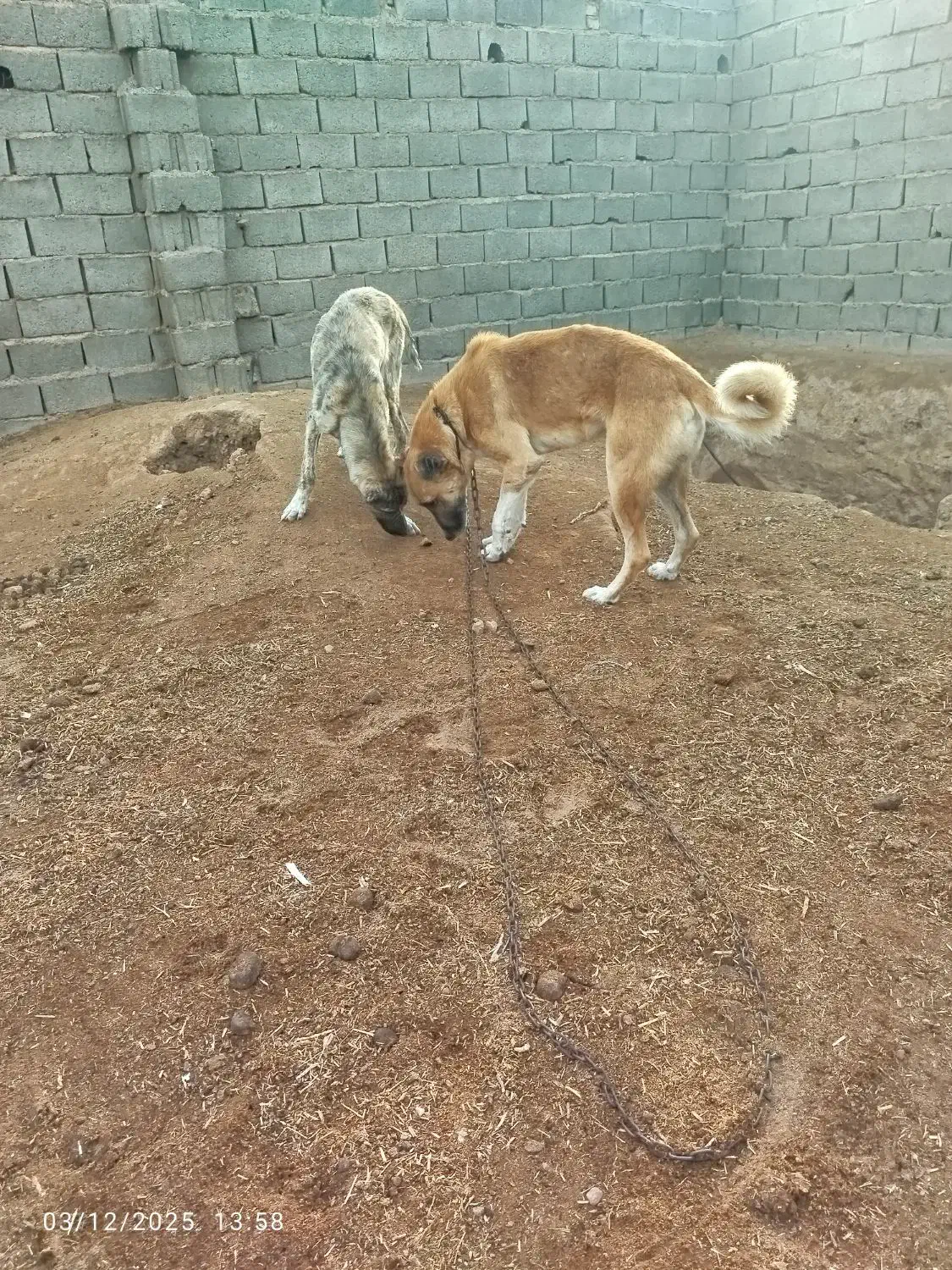 سگ نگهبان حرفه ای|سگ|تایباد, |دیوار