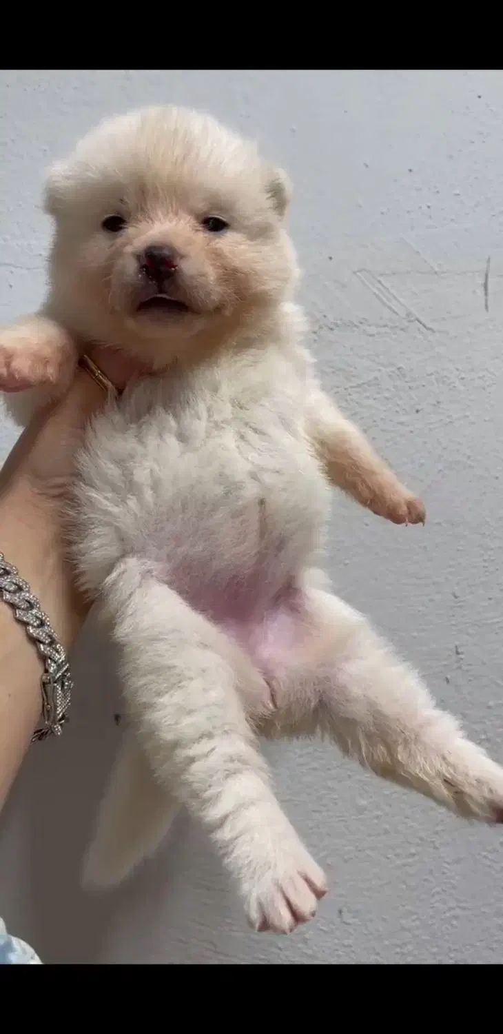 توله آکیتا ژاپنی|سگ|اصفهان, گلزار|دیوار