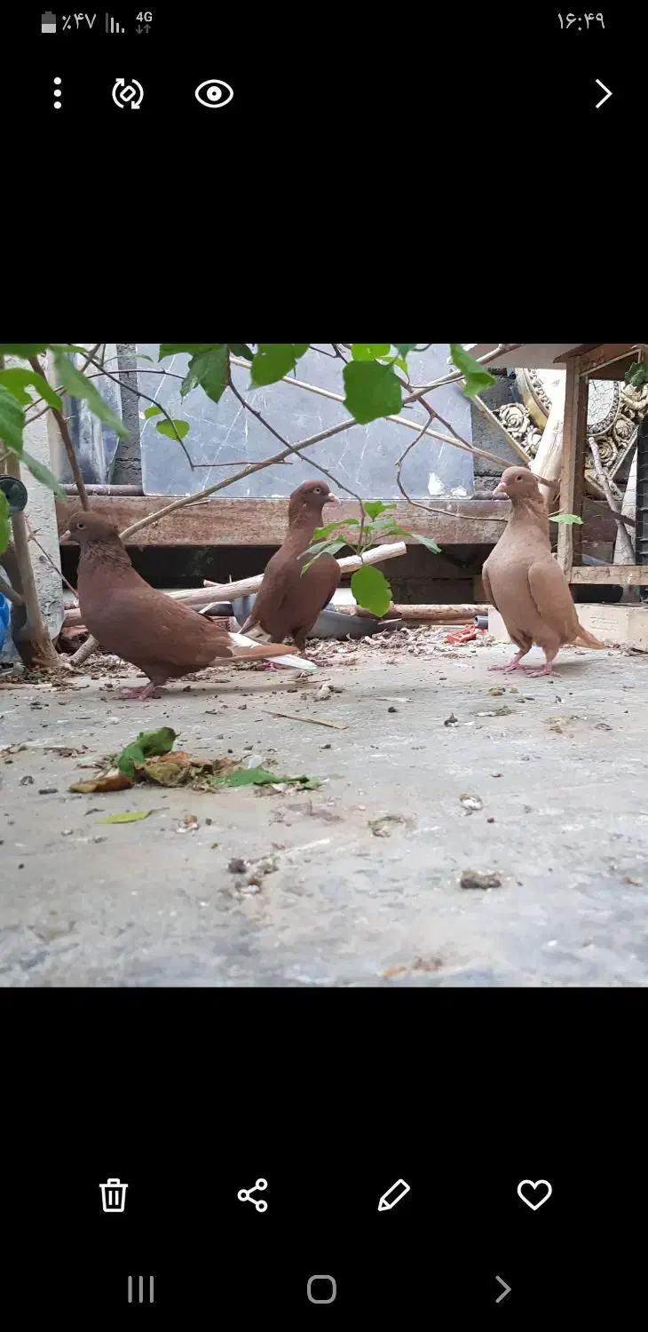 ۳تادمسفید|پرنده|امیدیه, |دیوار