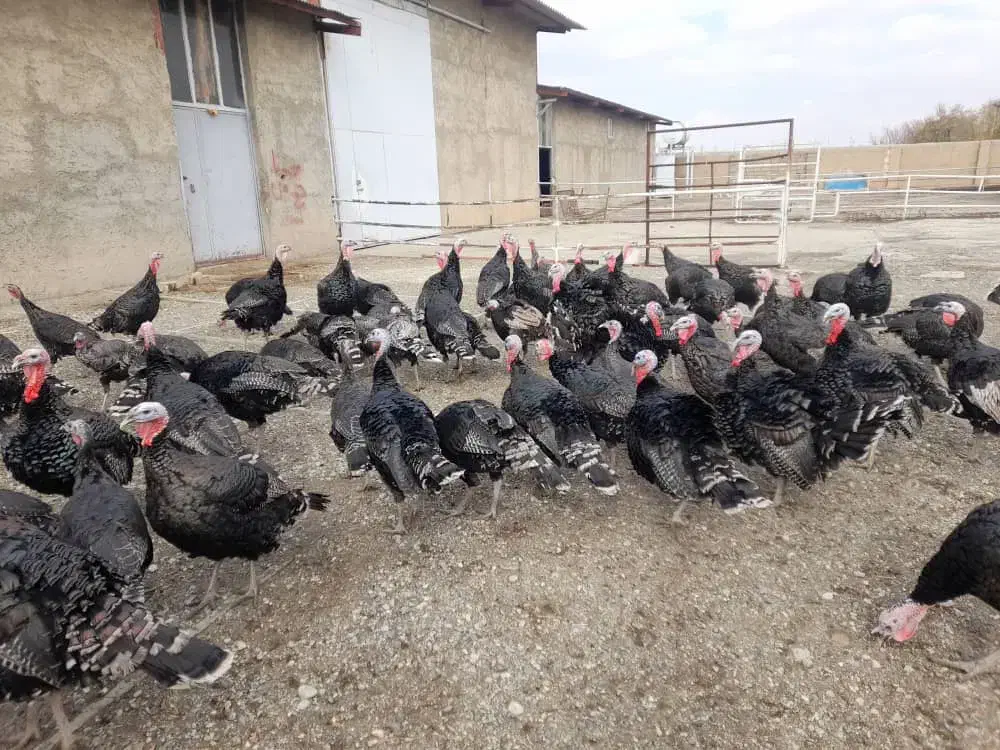 بوقلمون|حیوانات مزرعه|سنقر, |دیوار