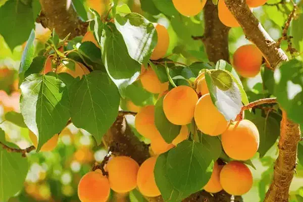 خدمات تخصصی باغبانی|خدمات باغبانی و درختکاری|گناباد, |دیوار