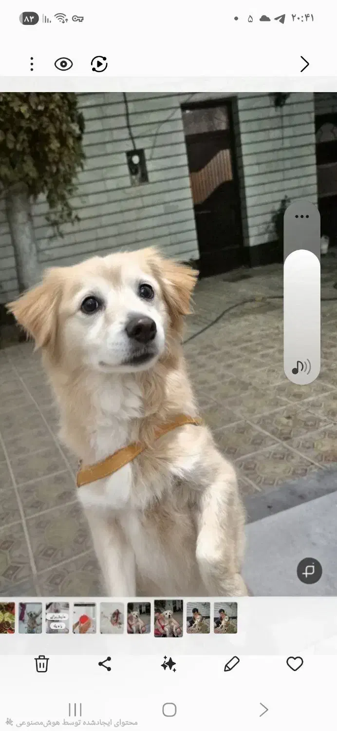 بیستی|سگ|اهر, |دیوار