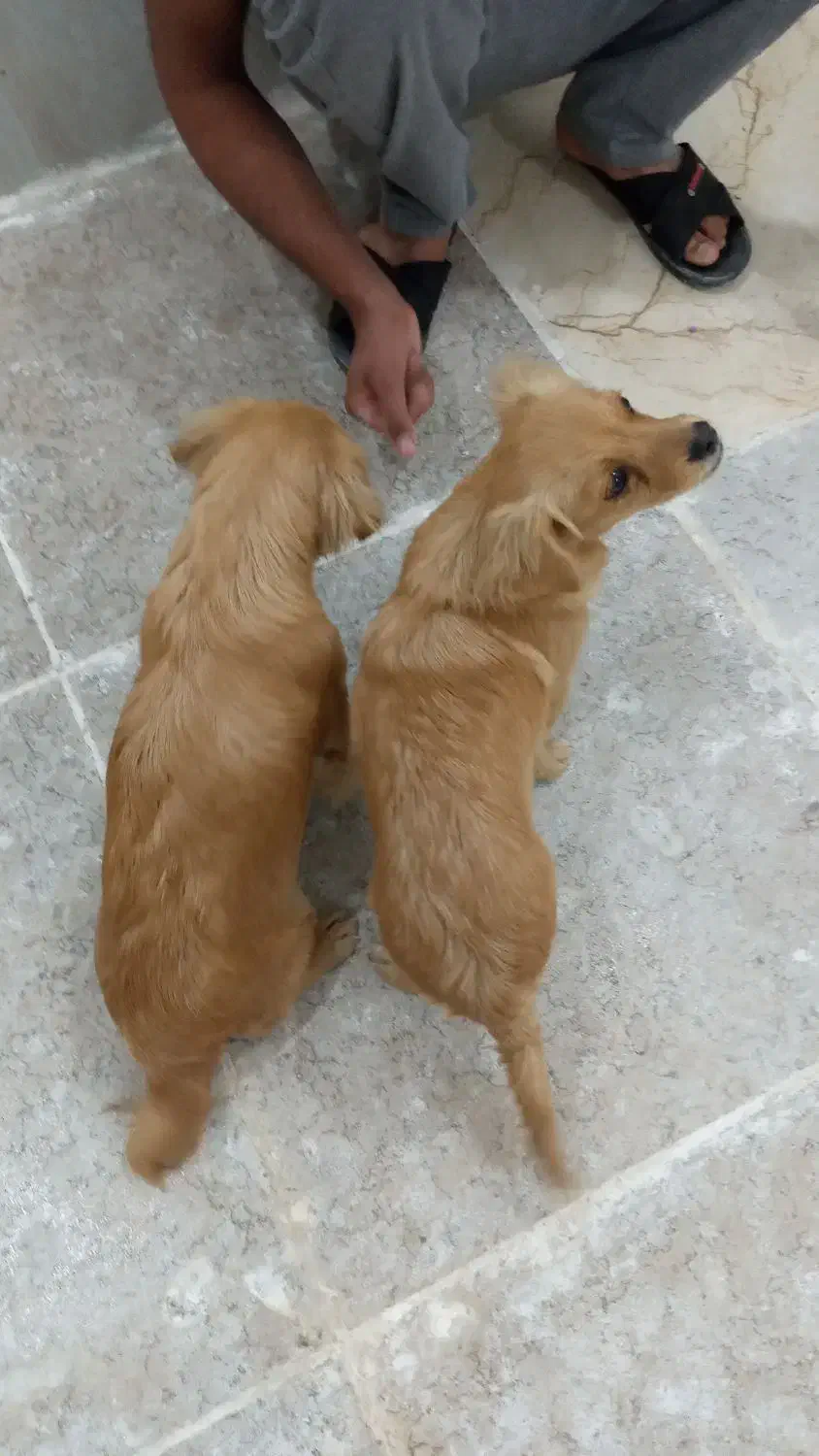 دو توله سگ|سگ|کارون, |دیوار