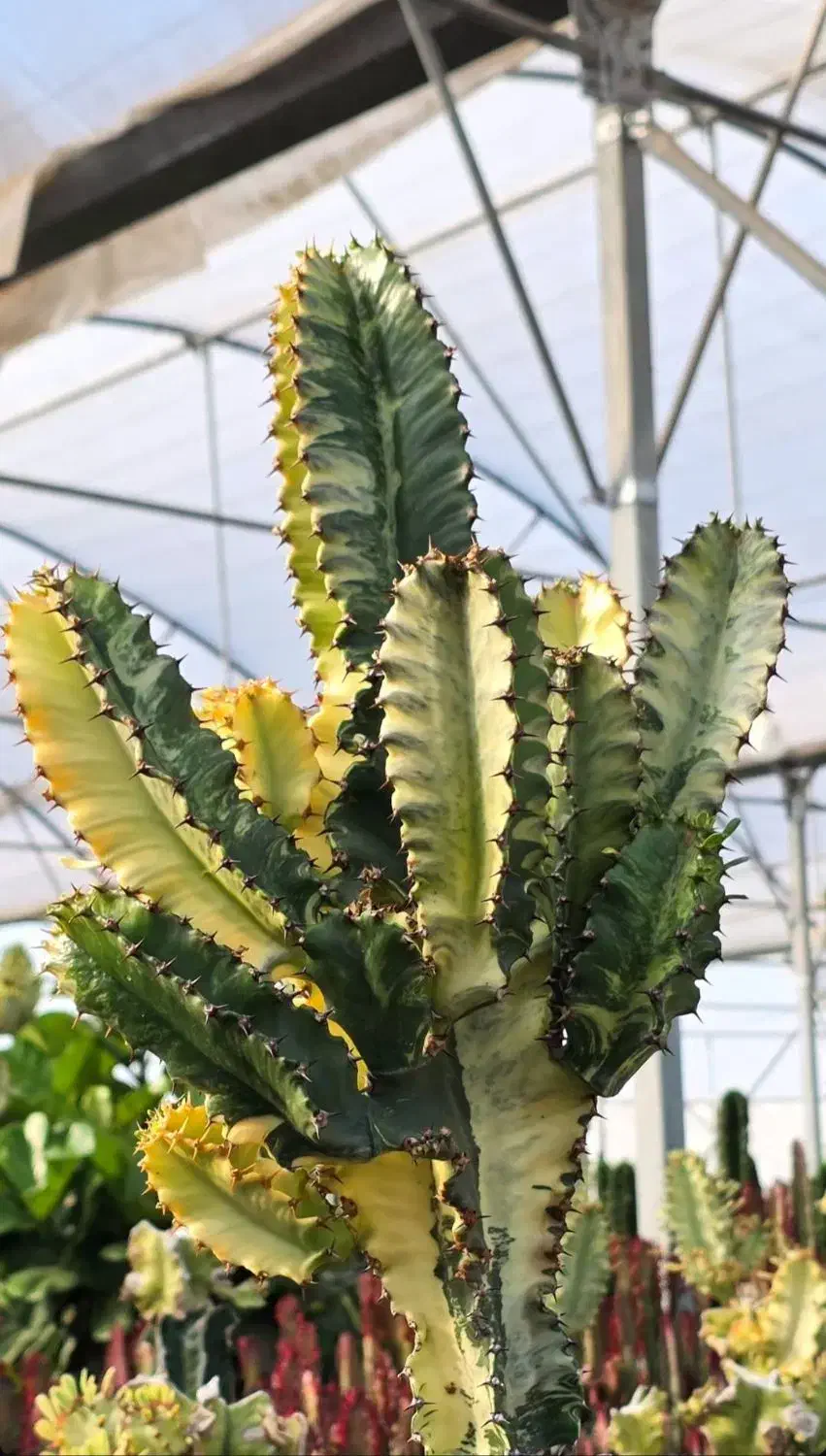 افوربیا اینجنس (کلکسیونی)|گل و گیاه طبیعی|قدس, شهر‌قدس|دیوار