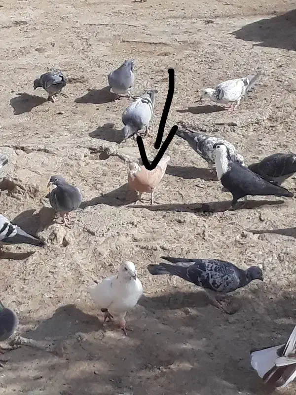 جفت جوجه ابلق قهوای و ابلق زرد|پرنده|زهک, |دیوار