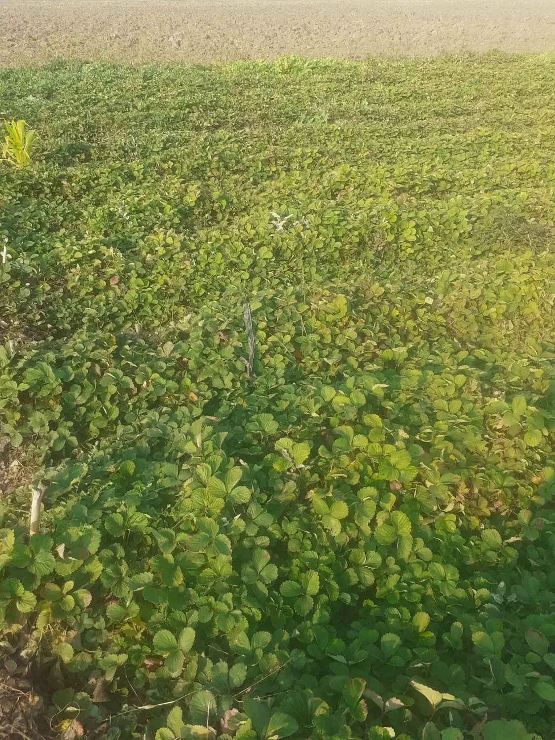 توت فرنگی کاماروس درجه ۱ نی ۸ ملیون|خدمات باغبانی و درختکاری|خان ببین, |دیوار