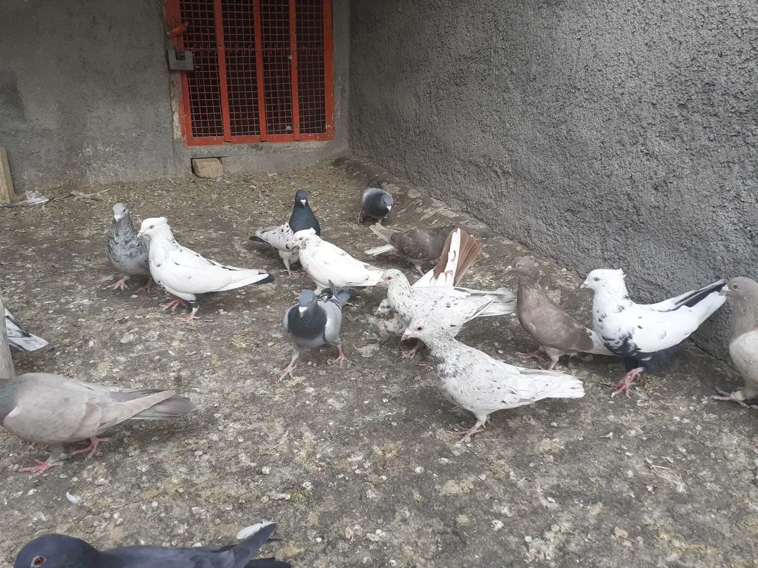 کبوترهای رنگی|پرنده|لنجان, |دیوار