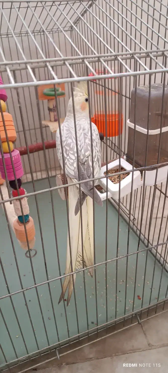 عروس هلندی|پرنده|مشکین‌دشت, |دیوار