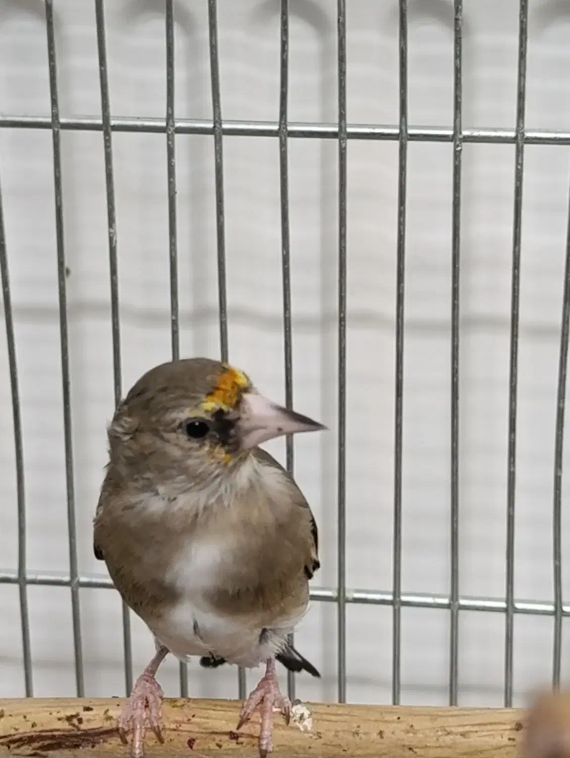 جوجه سهره دو رگ|پرنده|مهریز, |دیوار