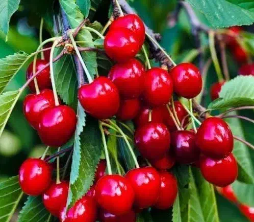 اغاز پیشفروش نهال گیلاس رژینا|خدمات باغبانی و درختکاری|دورود, |دیوار