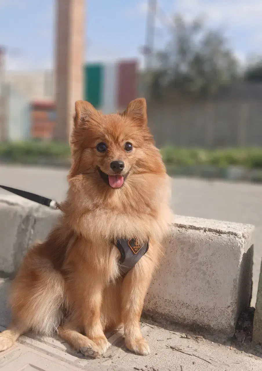 سگ پامرانین|سگ|بهشهر, |دیوار