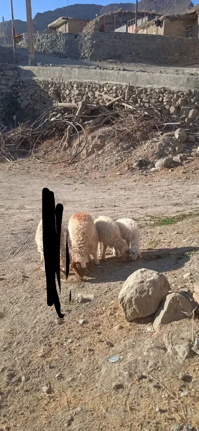 فروش سه عدد بره ماده|حیوانات مزرعه|قائن, |دیوار
