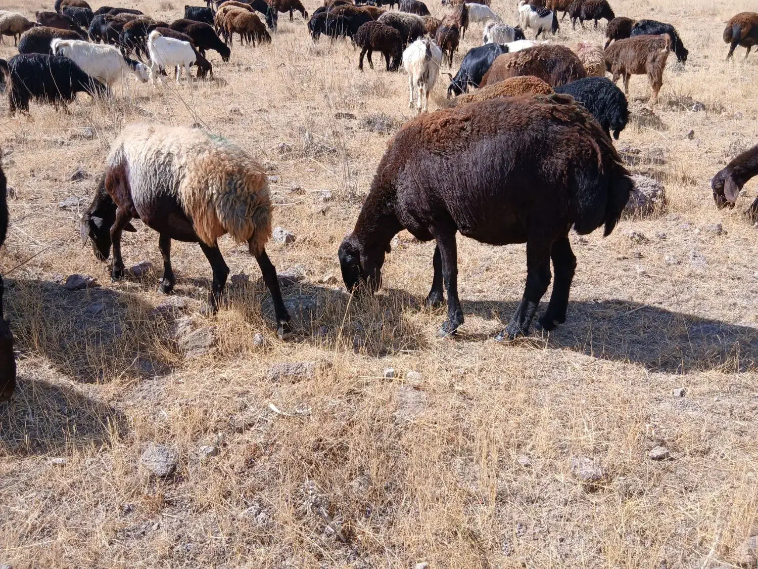 چهار راس میش قزل و قارا قزل  درجی یک یک|حیوانات مزرعه|کوثر, |دیوار