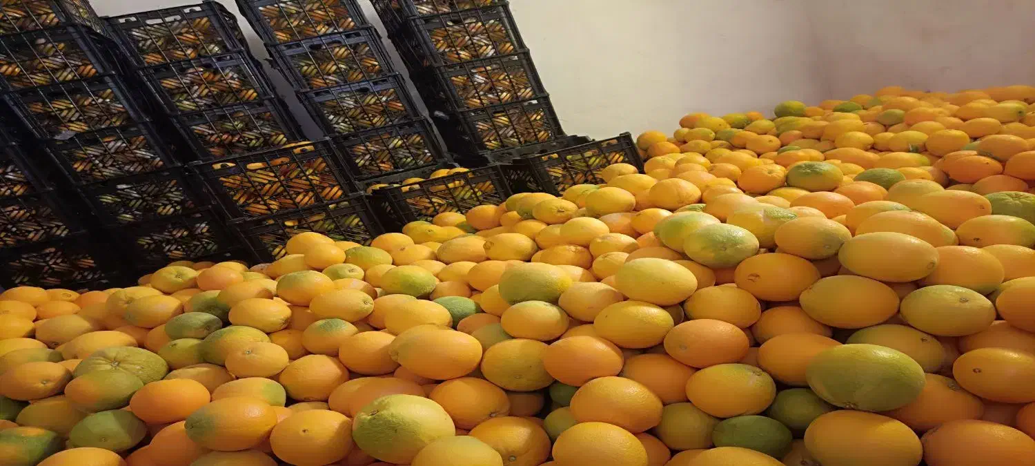 فروش پرتقال تامسون کوهستان|عمده‌فروشی|جبالبارز, |دیوار