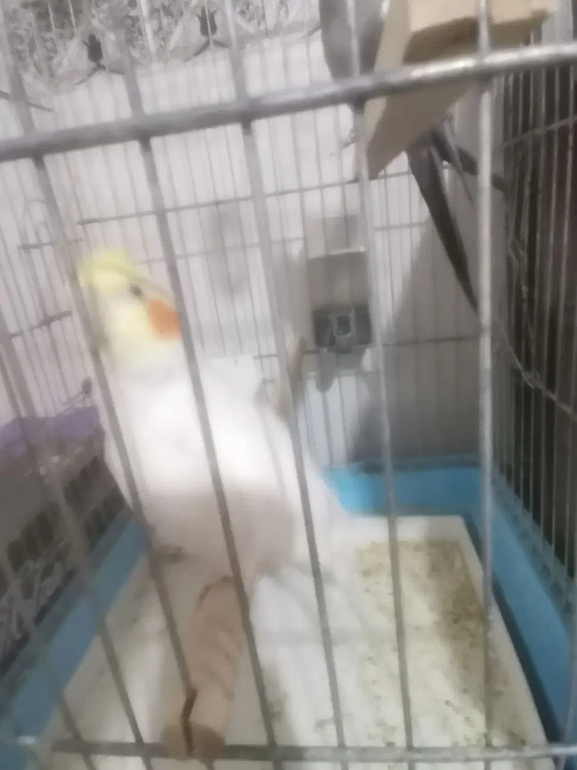 پرنده عروس هلندی سخنگو|پرنده|زرقان, |دیوار