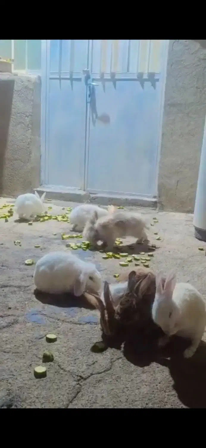 خرگوش لوپ|موش و خرگوش|دوگنبدان, |دیوار