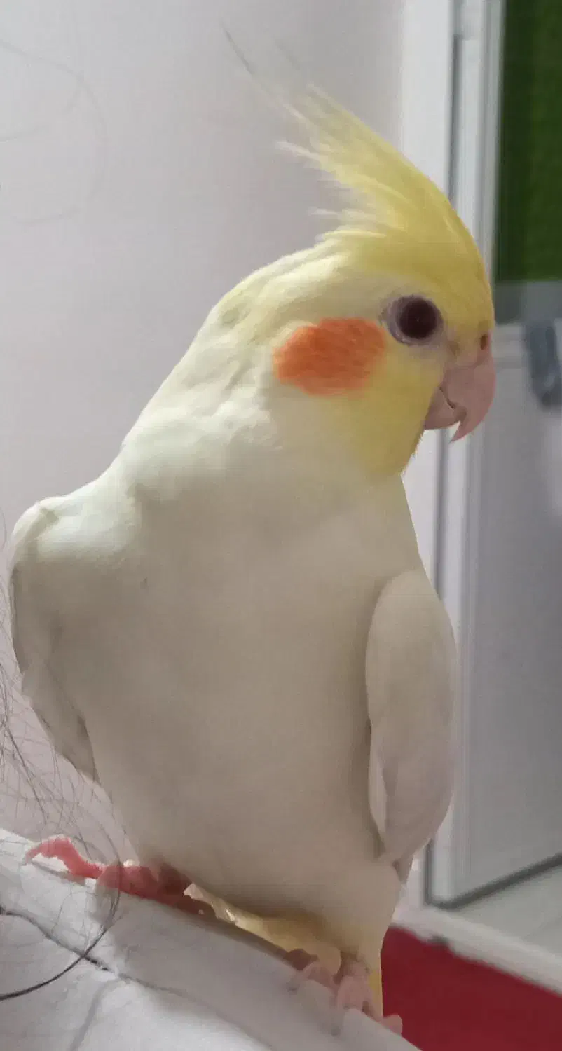 عروس هلندی گمشده|پرنده|اهرم, |دیوار