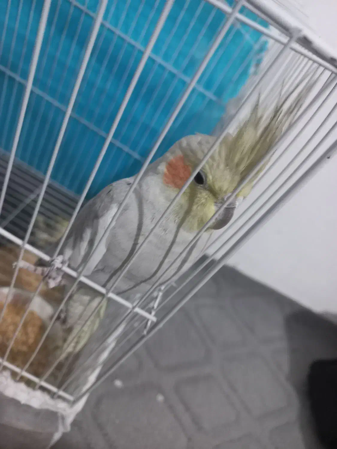 عروس هلندی|پرنده|مشهد, نیزه|دیوار