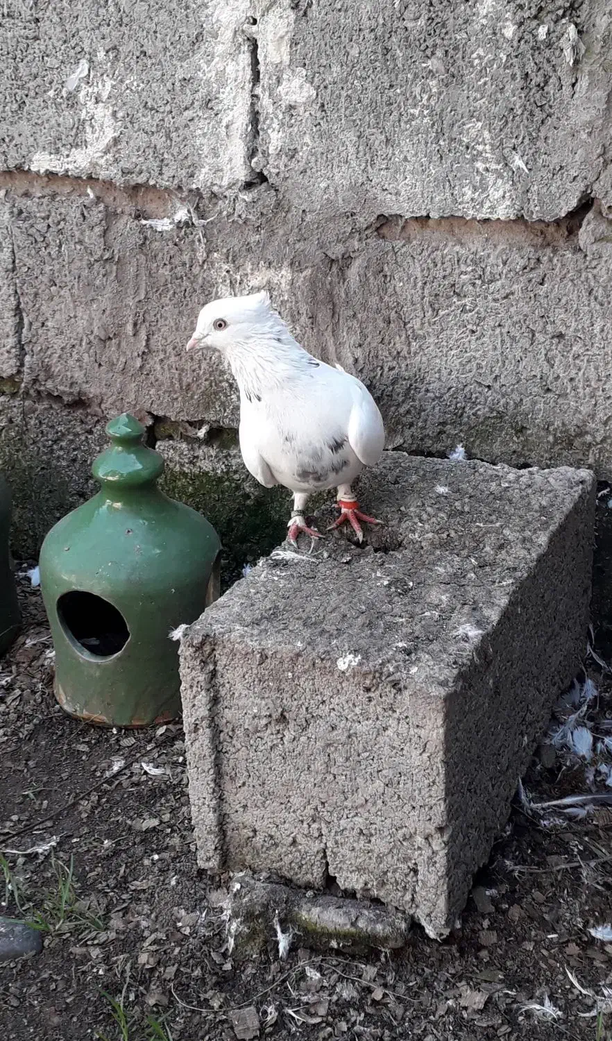 کبوتر|پرنده|آستانه اشرفیه, |دیوار