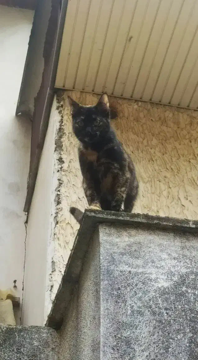 دنبال خانواده مهربون برای واگذاری|گربه|رشت, حمیدیان|دیوار