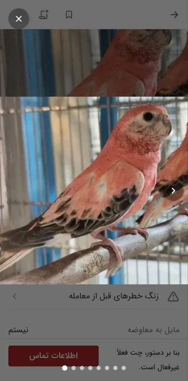 طوطی|پرنده|تهران, فرودگاه مهرآباد|دیوار