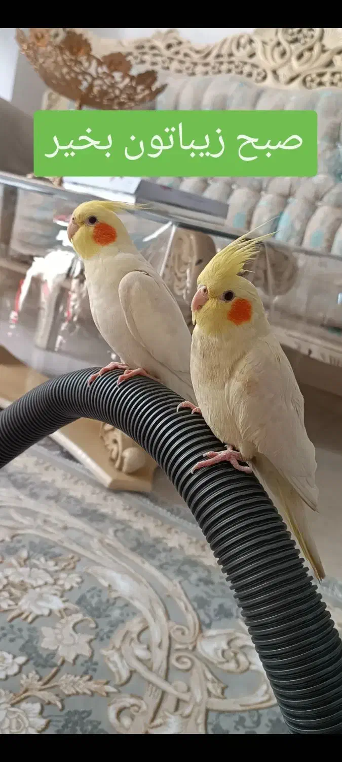 عروس هلندی|پرنده|کرمانشاه, |دیوار