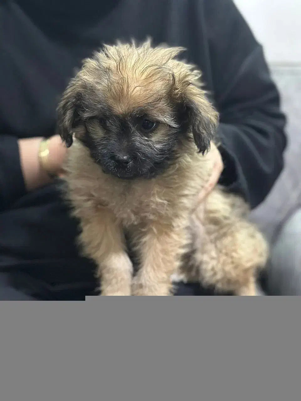 توله سگ شیتزو|سگ|شیراز, فرگاز|دیوار