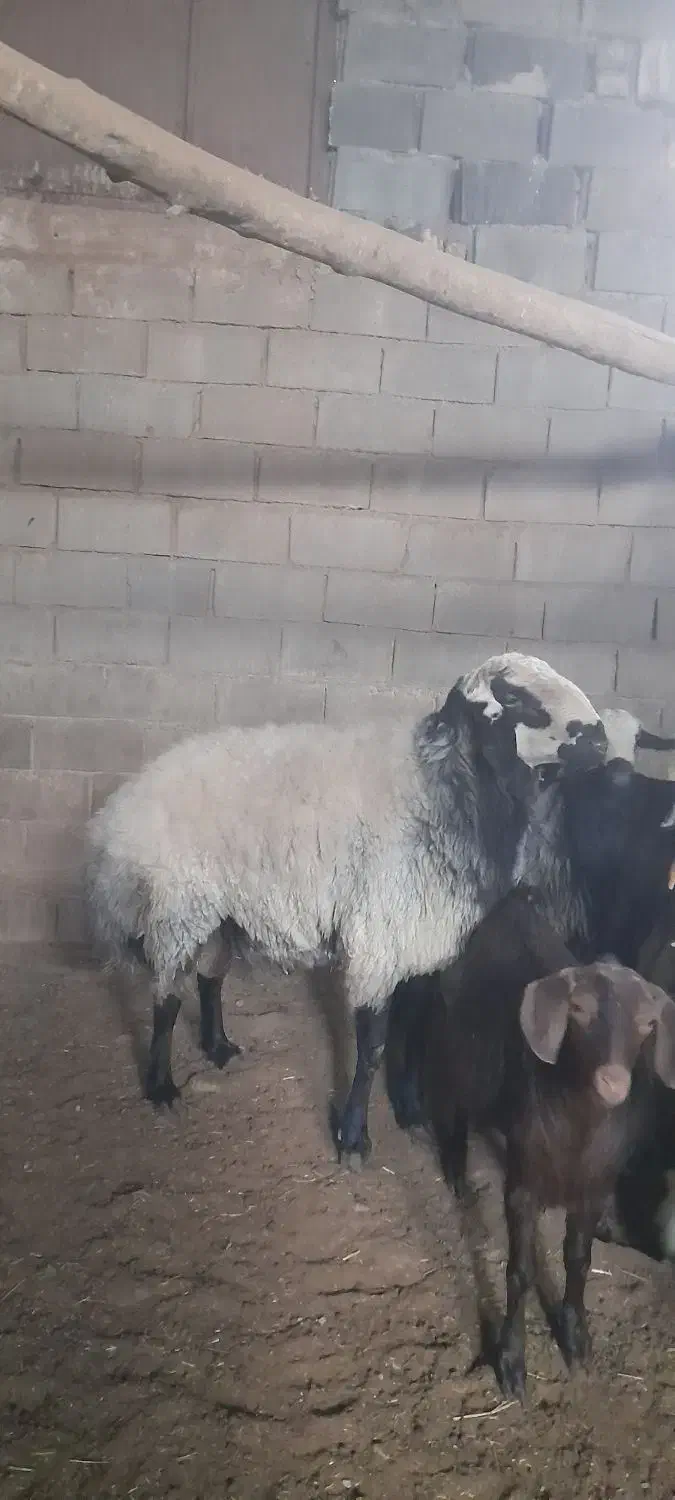 فروش بره شال|حیوانات مزرعه|خضر آباد, |دیوار